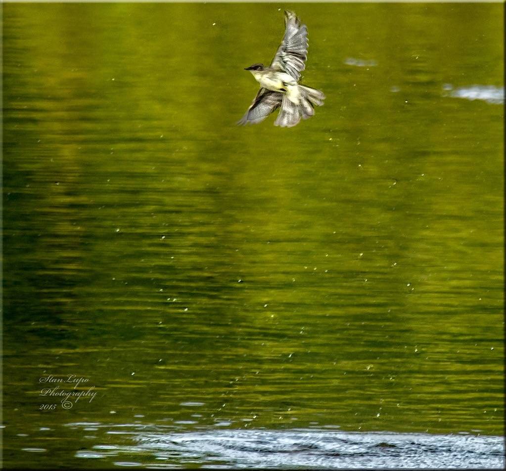 Eastern Phoebe Makes A Splash by stanlupo (Thanks for 4,000,000 views) is marked with CC BY-NC-ND 2.0.